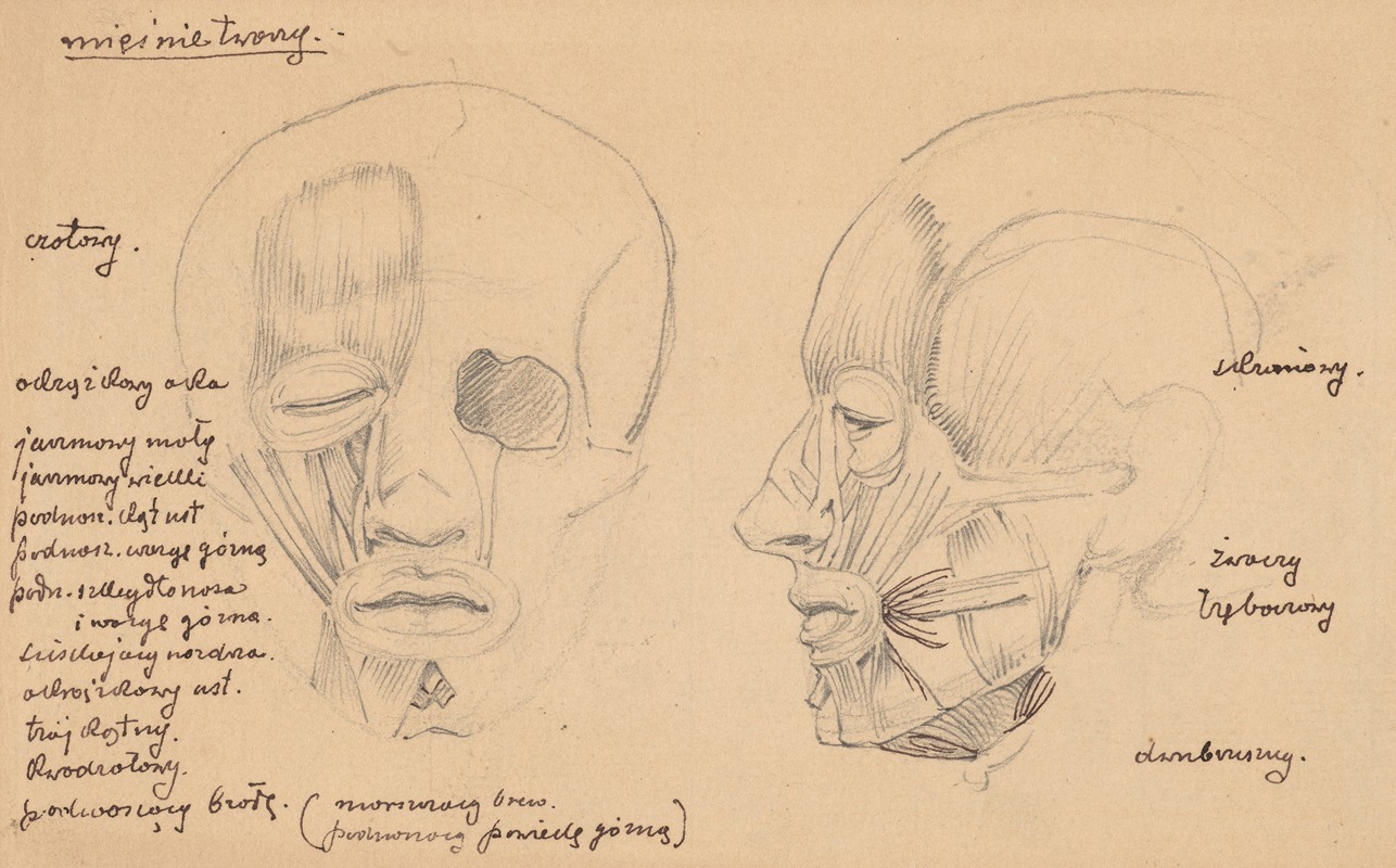 Stanisław Wyspiański - Human head muscles