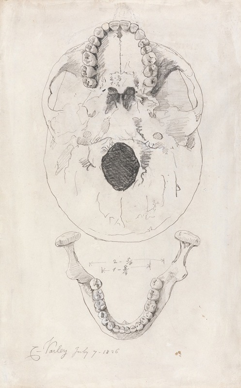 Cornelius Varley - A measured drawing of a skull