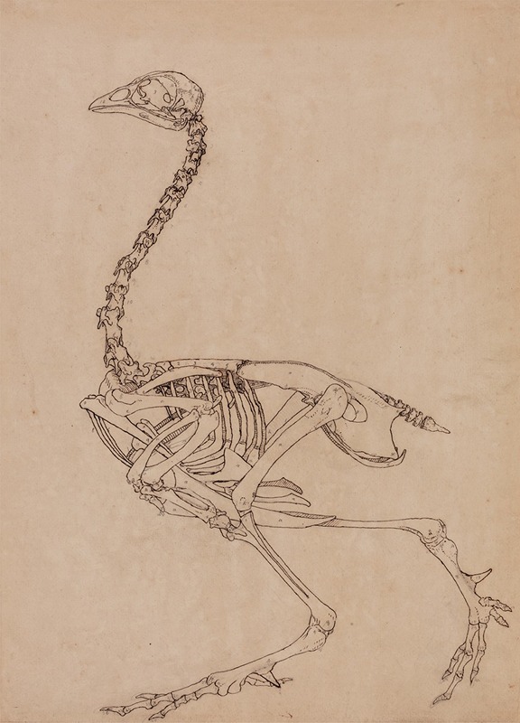 George Stubbs - Fowl Skeleton, Lateral View