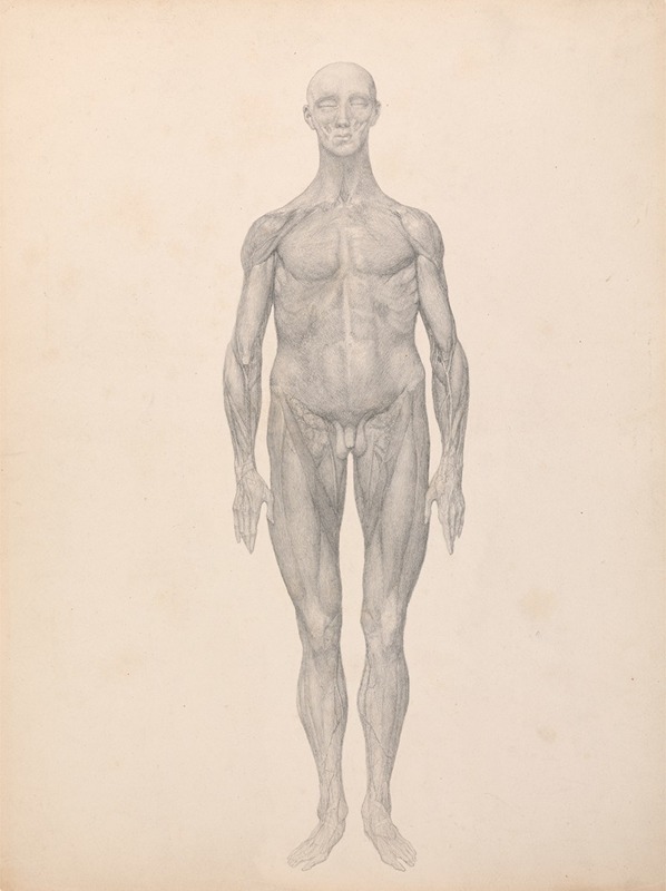 George Stubbs - Human Figure, Anterior View, Skin and Underlying Fascial Layers Removed