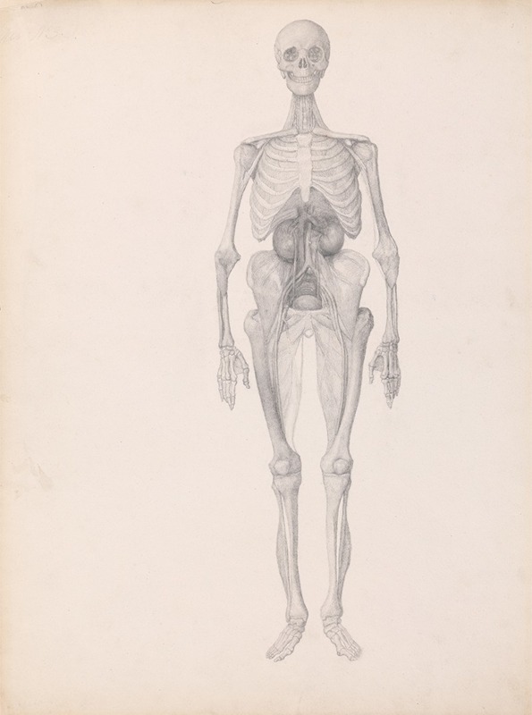 George Stubbs - Human Figure, Anterior View