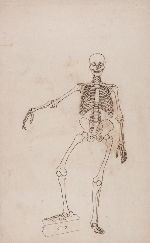George Stubbs - Human Skeleton, Anterior View