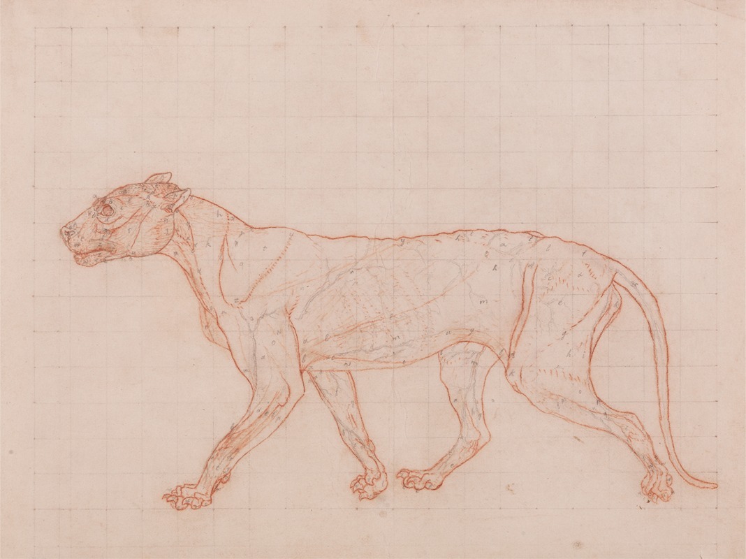 George Stubbs - Tiger Body, Lateral View