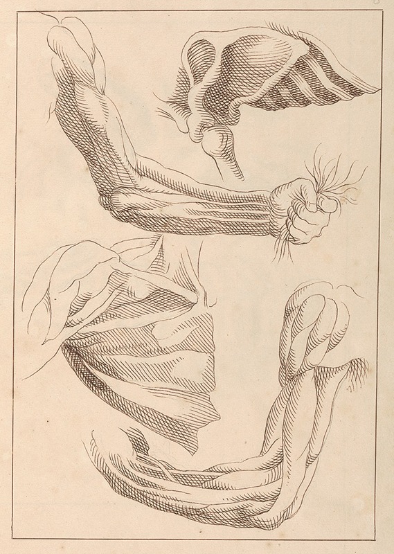 Hamlet Winstanley - Anatomical Studies of Arms and Shoulders