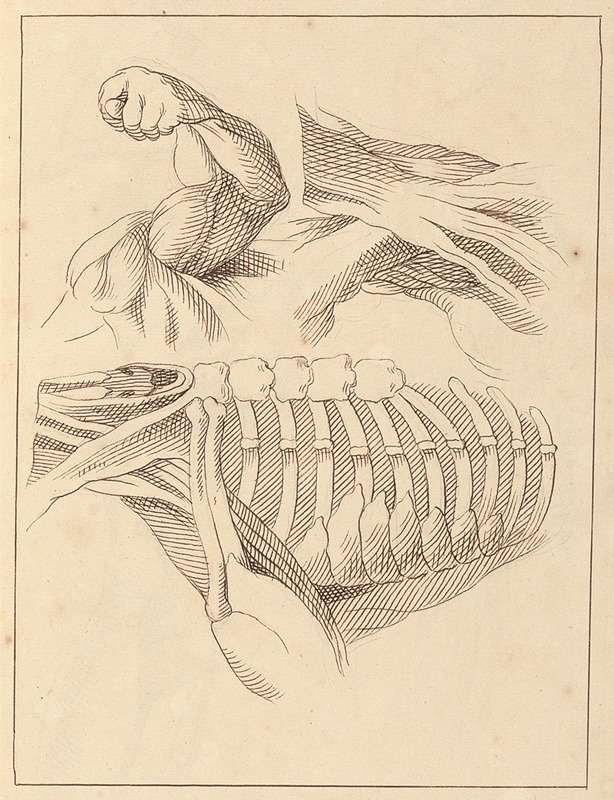 Hamlet Winstanley - Anatomical Studies of Shoulders