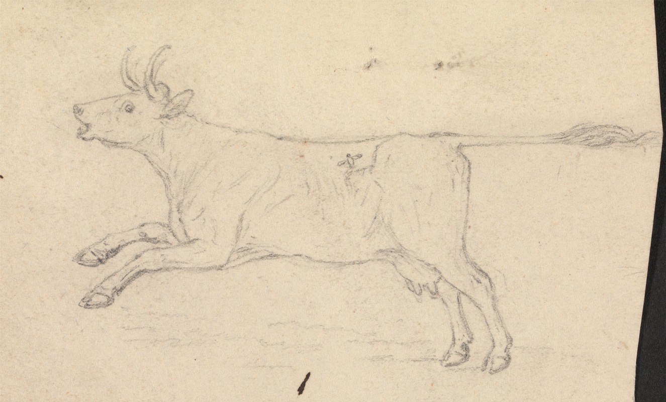 James Sowerby - A Cow