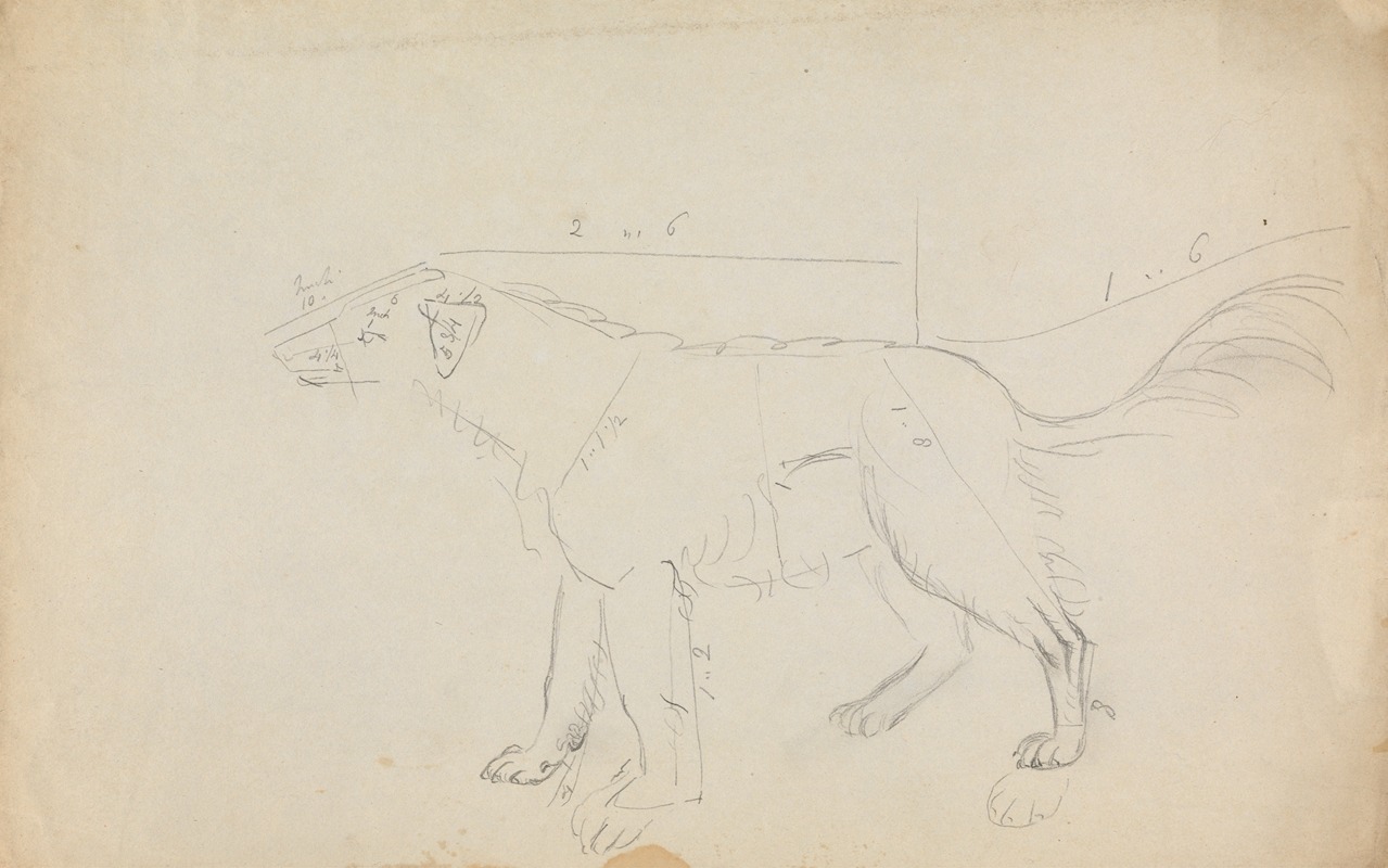 James Sowerby - A Dog (marked with measurements)