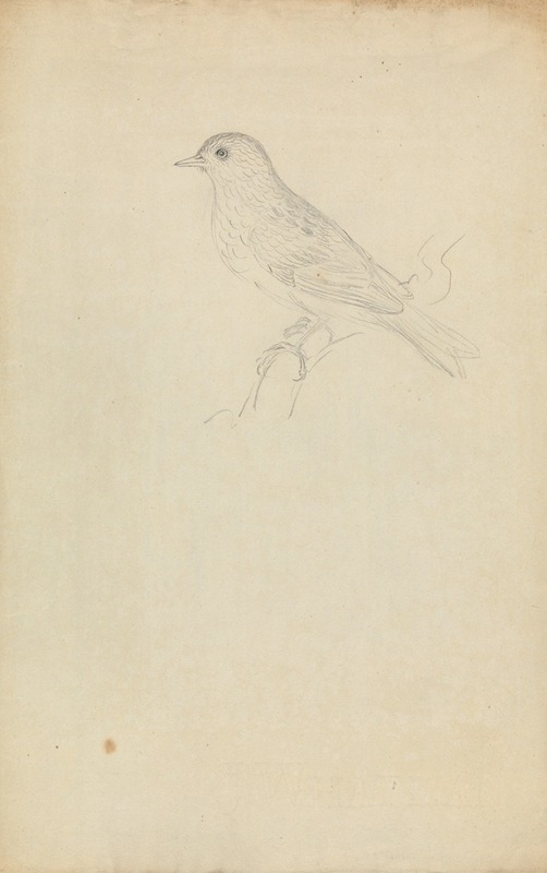 James Sowerby - A Hedge Sparrow