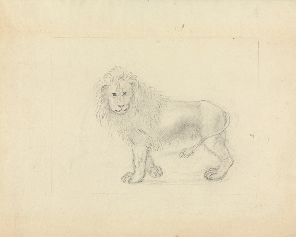 James Sowerby - A Lion.