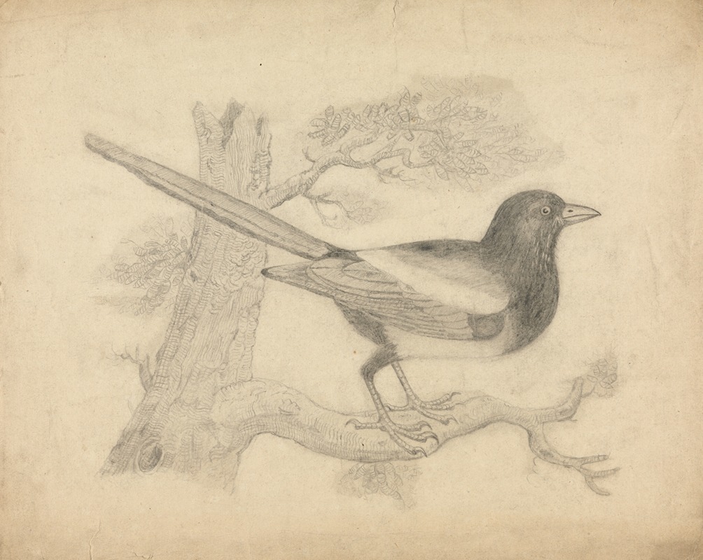 James Sowerby - A Magpie in a Tree