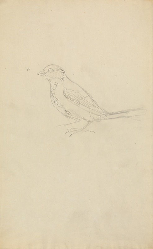 James Sowerby - A Marsh Tit