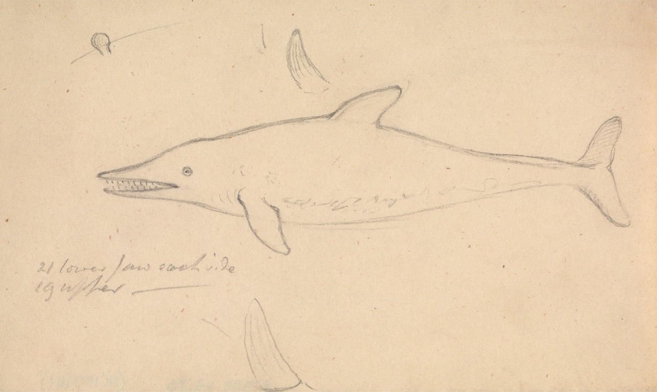 James Sowerby - A Porpoise