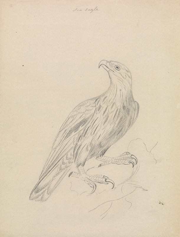 James Sowerby - A Sea Eagle