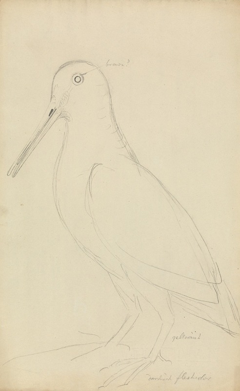 James Sowerby - Eurasian Woodcock