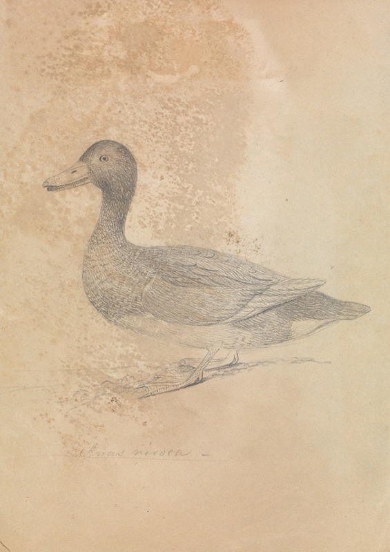 James Sowerby - Ferruginous Duck