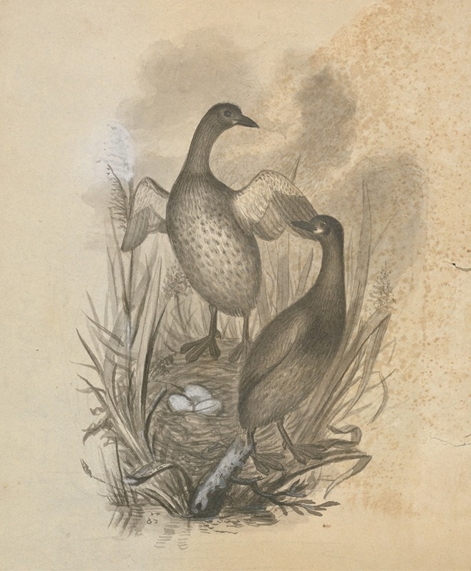 James Sowerby - Grebes