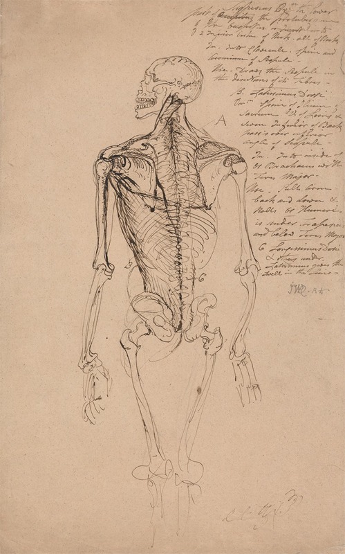 James Ward - Drawing of a Man’s Skeleton