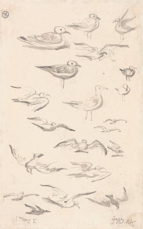James Ward - Studies of Gulls