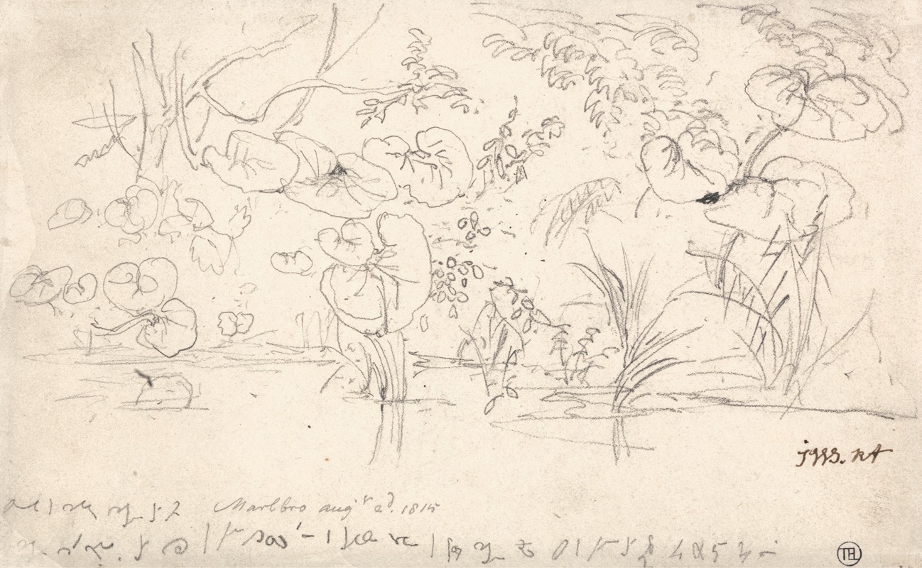James Ward - Studies of Plants, August 2, 1815