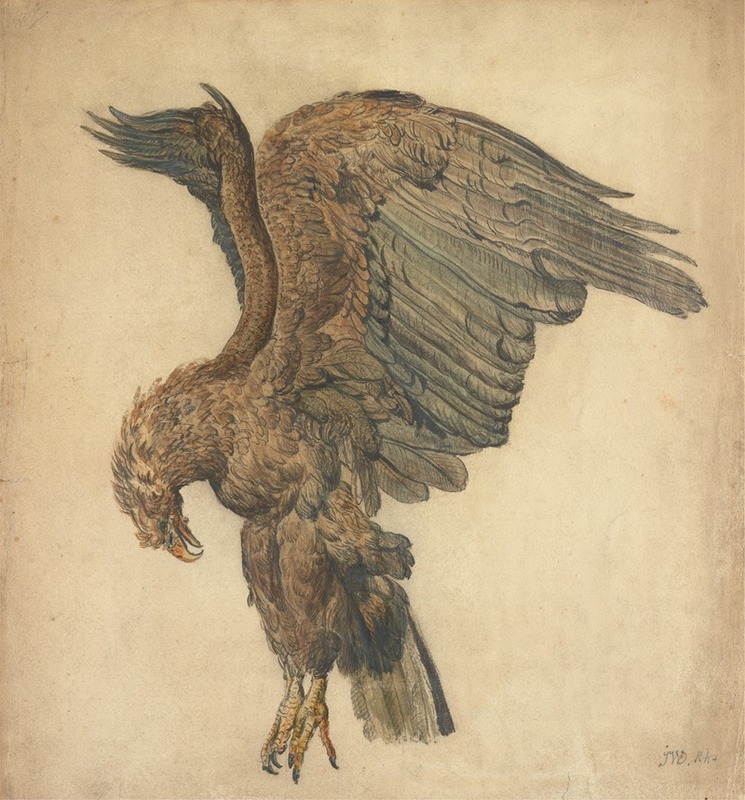 James Ward - Study of a Plunging Eagle