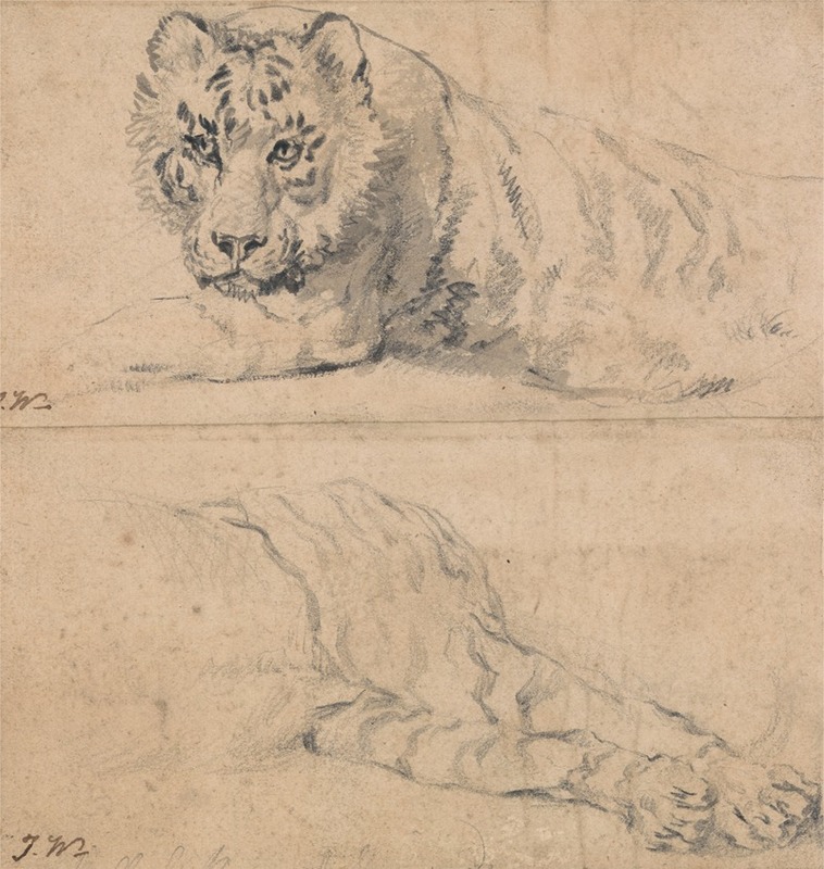 James Ward - Two Studies of a Tiger; above; Head and Shoulders; below; Hindquarters