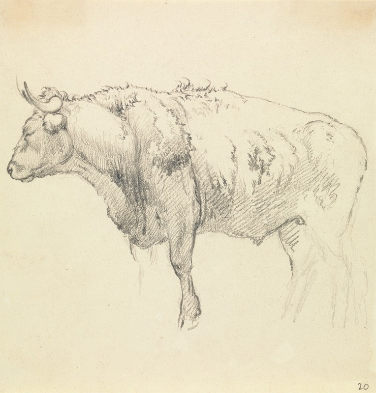 Robert Hills - A Bull