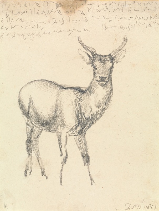 Robert Hills - A Young Deer