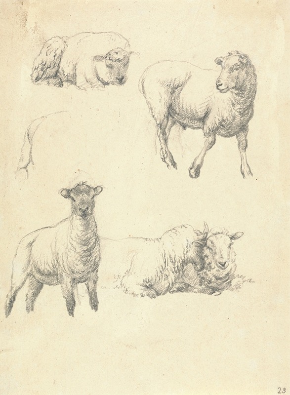 Robert Hills - Sheep