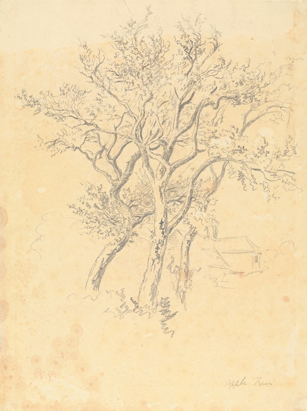 Robert Hills - Study of Apple Trees