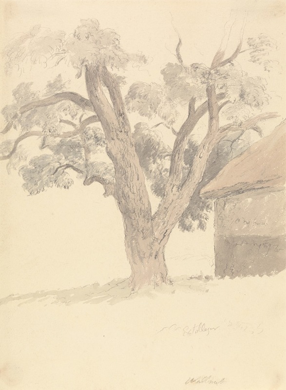 Robert Hills - Walnut Tree