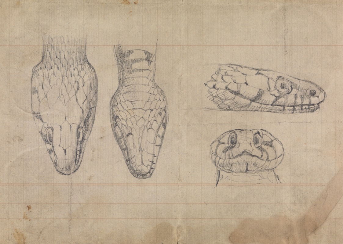 Robert Smirke - Study of the Head of a Snake