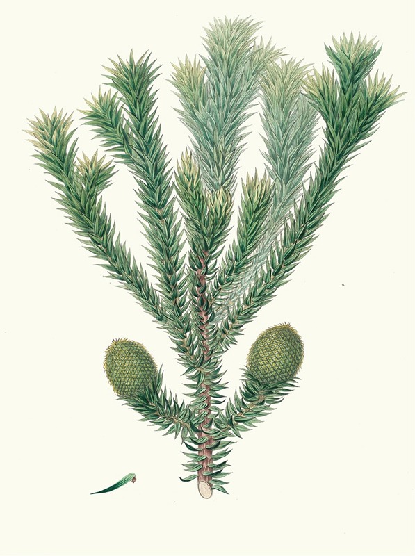 Aylmer Bourke Lambert - Arucaria Brasiliana = Brazil pine