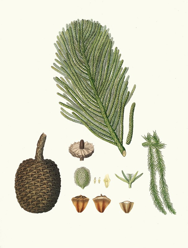 Aylmer Bourke Lambert - Arucaria excelsa = Norfolk Island pine