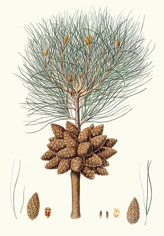 Aylmer Bourke Lambert - Pinus brutia = Calabrian pine.