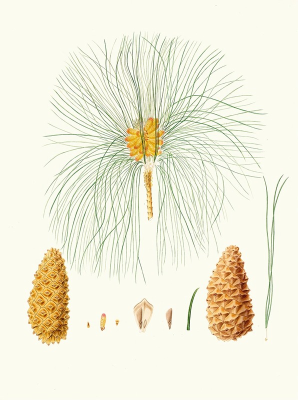 Aylmer Bourke Lambert - Pinus canariensis = Canary pine.