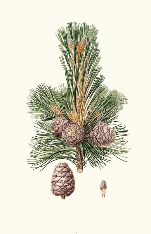 Aylmer Bourke Lambert - Pinus cembra = Siberian stone pine.