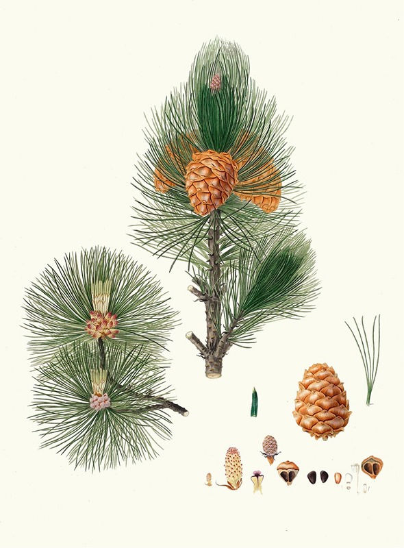 Aylmer Bourke Lambert - Pinus cembra = Siberian stone pine
