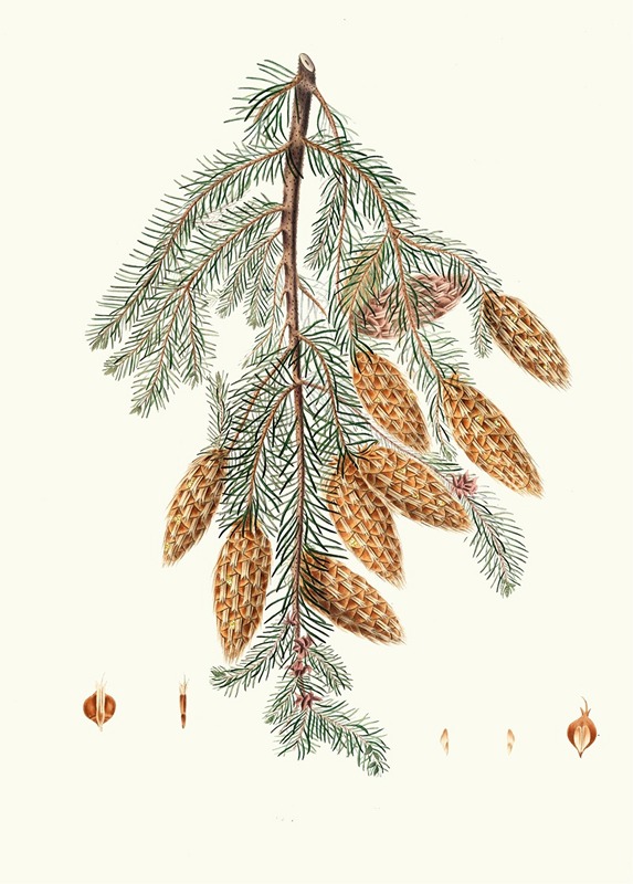 Aylmer Bourke Lambert - Pinus Douglasii = Trident-bracted fir.