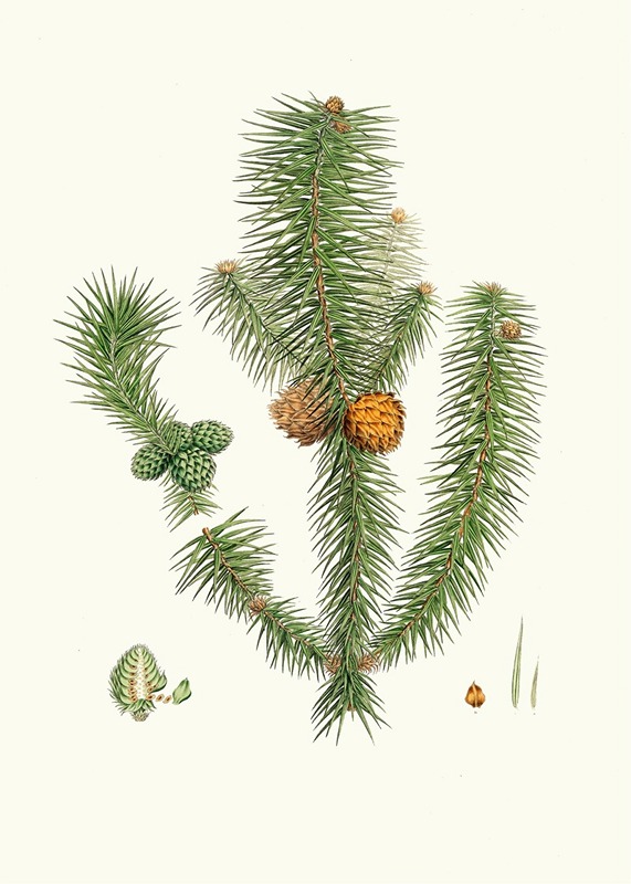 Aylmer Bourke Lambert - Pinus lanccolata = Broad-leaved fir