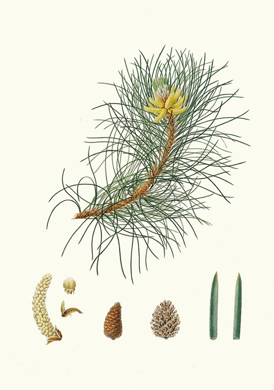 Aylmer Bourke Lambert - Pinus laricio = Corsican pine