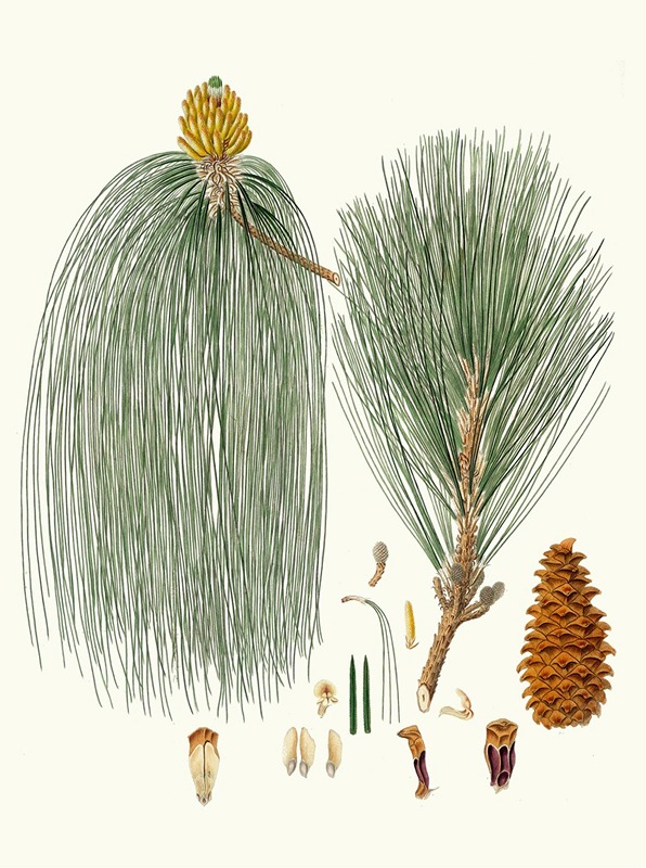 Aylmer Bourke Lambert - Pinus longifolia = Long-leaved Indian pine