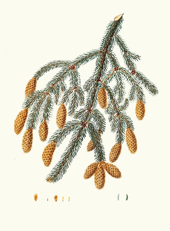 Aylmer Bourke Lambert - Pinus Menziesii = Warted-branched fir.