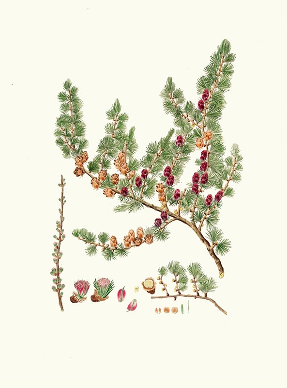 Aylmer Bourke Lambert - Pinus microcarpa = Red larch