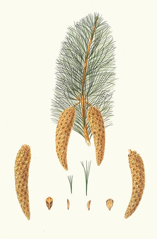 Aylmer Bourke Lambert - Pinus monticola = Short-leaved Weymouth pine. [Western white pine]