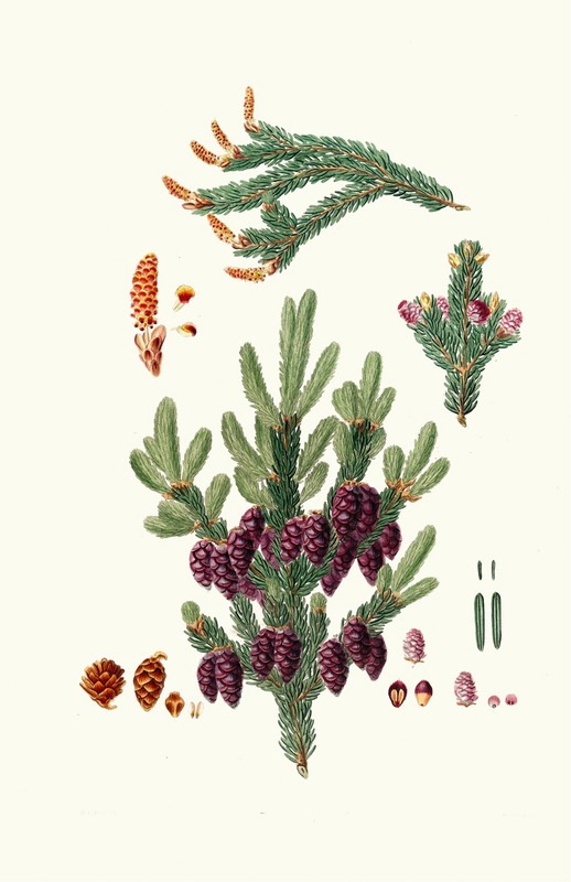 Aylmer Bourke Lambert - Pinus nigra = Black spruce pine