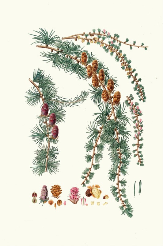 Aylmer Bourke Lambert - Pinus pendula = Black larch
