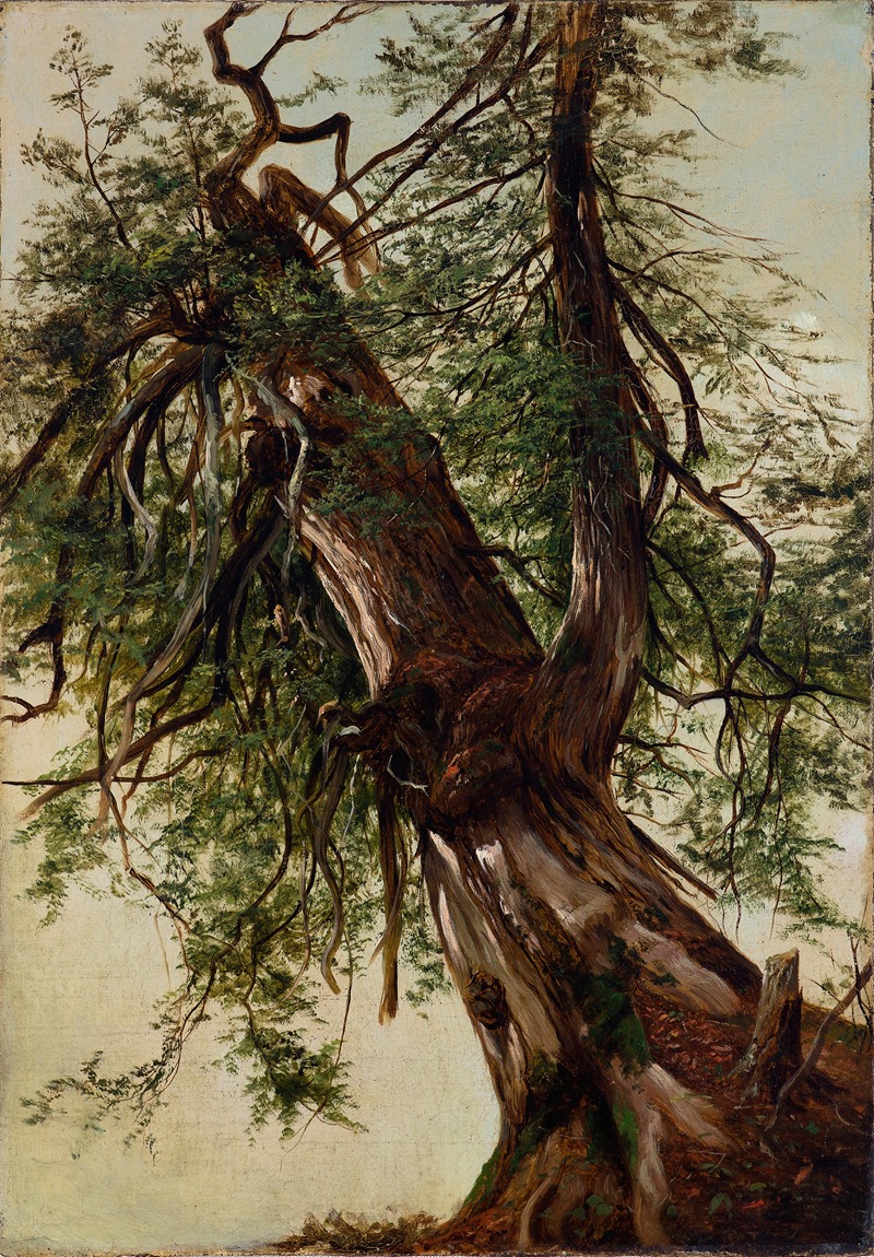 David Johnson - Study of a Cedar