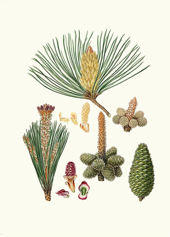 Aylmer Bourke Lambert - Pinus pinaster = The pinaster, or Cluster pine