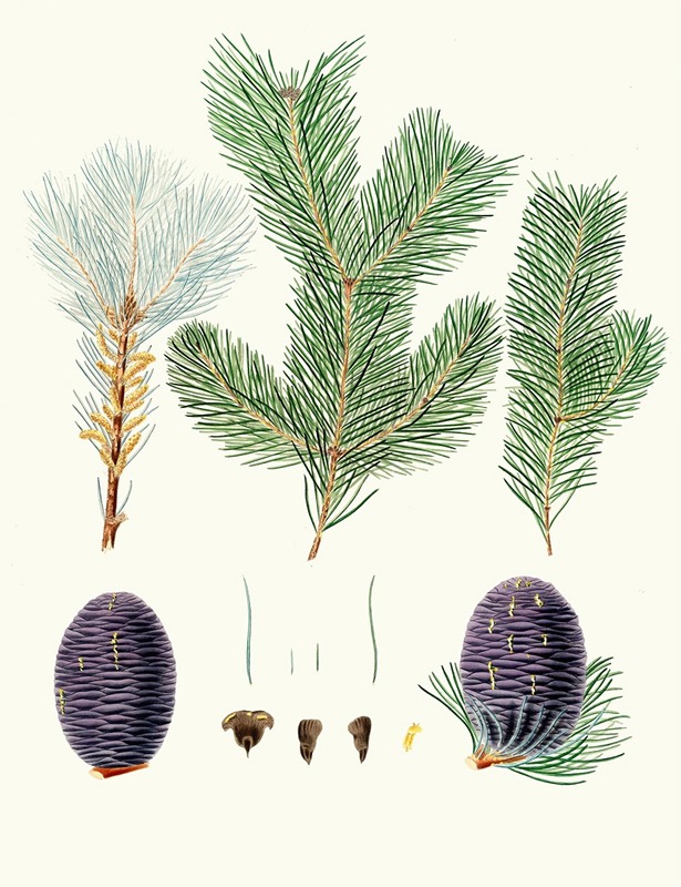 Aylmer Bourke Lambert - Pinus pindrow = Tooth-leaved fir.