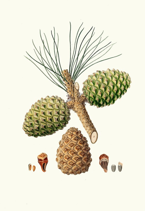 Aylmer Bourke Lambert - Pinus pinea = The stone pine.